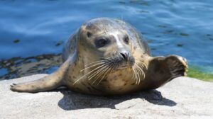 Discover the World of Seals: Fascinating Facts About These Marine Mammals