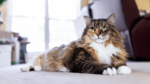 10 Fascinating Facts About Cats You Might Not Know!