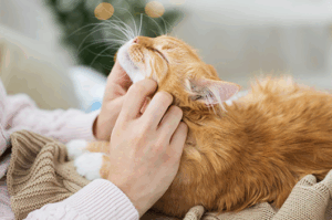 What Happens When You Massage Your Cat?
