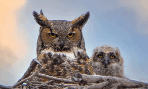 Learn about the Great Horned Owl