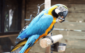 Are Parrots the Smartest Animals in the World? And Their Stunning Beauty