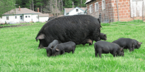 The Adorable World of Piglets: Why We Can’t Resist These Little Oinkers