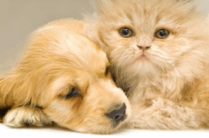 Dogs and Cats Can Get Along