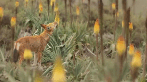 Ethiopian Wolves Love Nectar