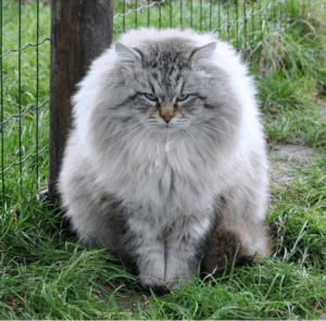 Top 10 Biggest Domestic Cat Breeds Worldwide