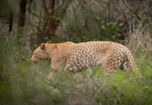 First Time Discovering Pink Leopards