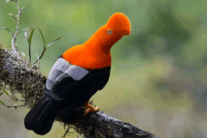 The Beauty of the Bird Chosen as the National Bird of Peru