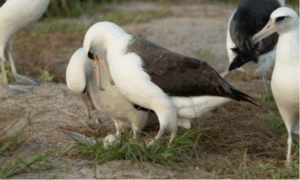 The World’s Oldest Albatross Lays Eggs at the Age of 74: A Remarkable Milestone in the Life of Wisdom
