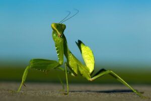 Mantis religiosa: The Enigmatic Predator of the Insect World