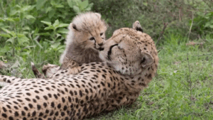 10 Animals’ Unique Ways of Raising Their Children