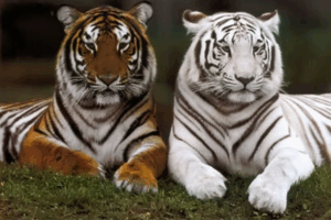 Introduction to tigers and the world’s largest tiger
