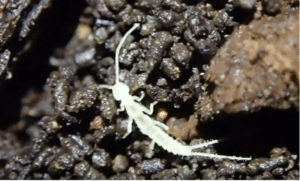 New Arthropod Species Discovered in Underground Cave in Canada