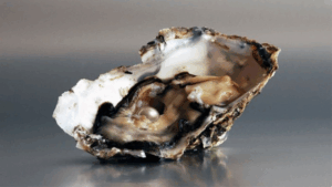 How Do Oysters Create Pearls?