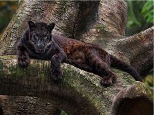 Surprising Facts About the Black Panther – The Inspiration for the Character Black Panther