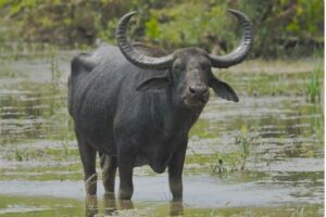Discover the Secret of the Water Buffalo