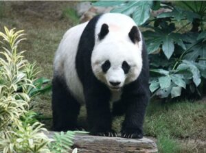 Top 3 animals that look cute but are actually extremely ferocious