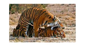 Love Story of the King of the Jungle
