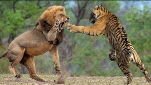 Tiger vs Lion – Which Predator Is Stronger?