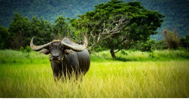 It is estimated that there are more than 165 million water buffalo across the planet.
