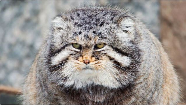 This cat looks cute but is the most ferocious of the cat family.