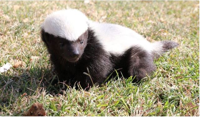 Honey badgers have a fairly long body, about 55 to 77cm.