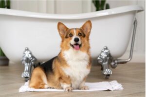 Do Corgis Have Tails and Why Are They Docked?