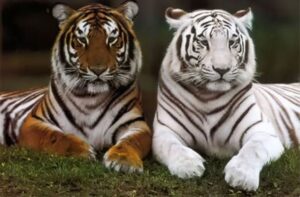 Introduction to Tigers and the World’s Largest Tiger