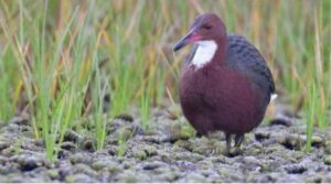 Ancient Extinct Bird Revived from the Dead