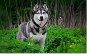 New Discovery in Dogs Points to Paradox in Nature: Unraveling the Evolutionary Enigma