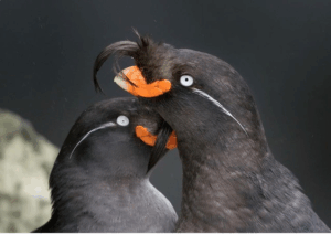 Nature’s Most Fragrant Creatures: Animals That Emit Enchanting Scentsng