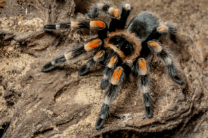 Interesting Facts About Tarantula Spiders