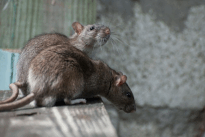 The Crucial Role of Rats in the Ecosystem