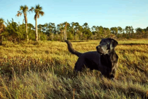 How Do Stray Dogs Find Their Way Home?