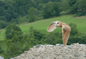 The Mystery of the Bird That Heralds Death – A Bird Shrouded in Folklore and Fear