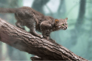 Top 11 rarest cat species in the world