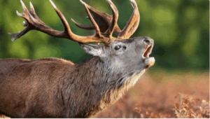 The Emergence of the “Zombie Deer Disease” in America