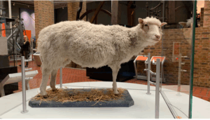 The Groundbreaking Birth of Dolly the Sheep