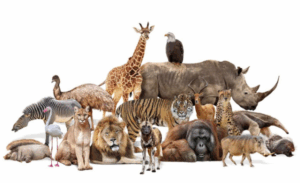 How Many Animals Have Ever Existed on Earth?