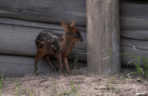 World’s Smallest Pudu Born in Argentine Biological Park