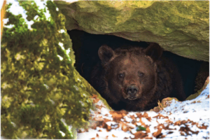 What Happens If You Wake Up a Hibernating Bear?