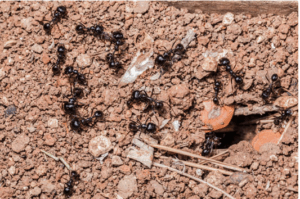 The Remarkable Foraging Strategy of Ants