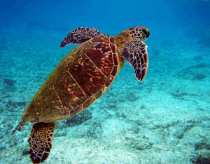 Exploring the Longest Migrations in the Natural World