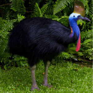 The most dangerous bird in the world recognized by Guinness World Record