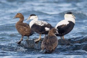 What is a Sea Duck?