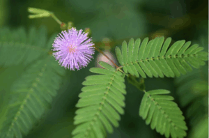 Top 5 plants with special abilities
