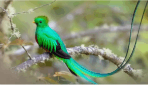 The Rarest Bird in the World: Why It Cannot Be Kept in Captivity