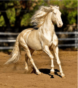 Akhal-Teke – The Most Beautiful Horse in the World, with Sweat as Red as Blood