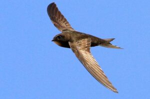 How Do Birds Learn to Fly?
