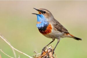 The Surprising Meaning Behind Bird Songs