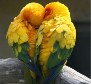14 Most Loyal Animals in the Natural World